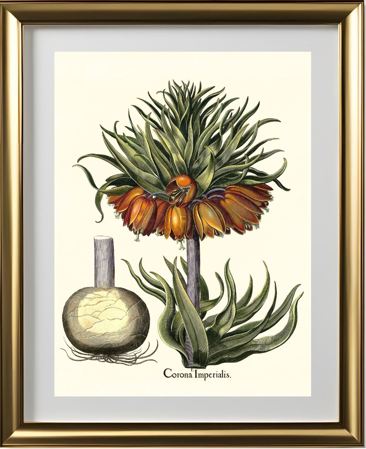 Crown-imperial fritillary