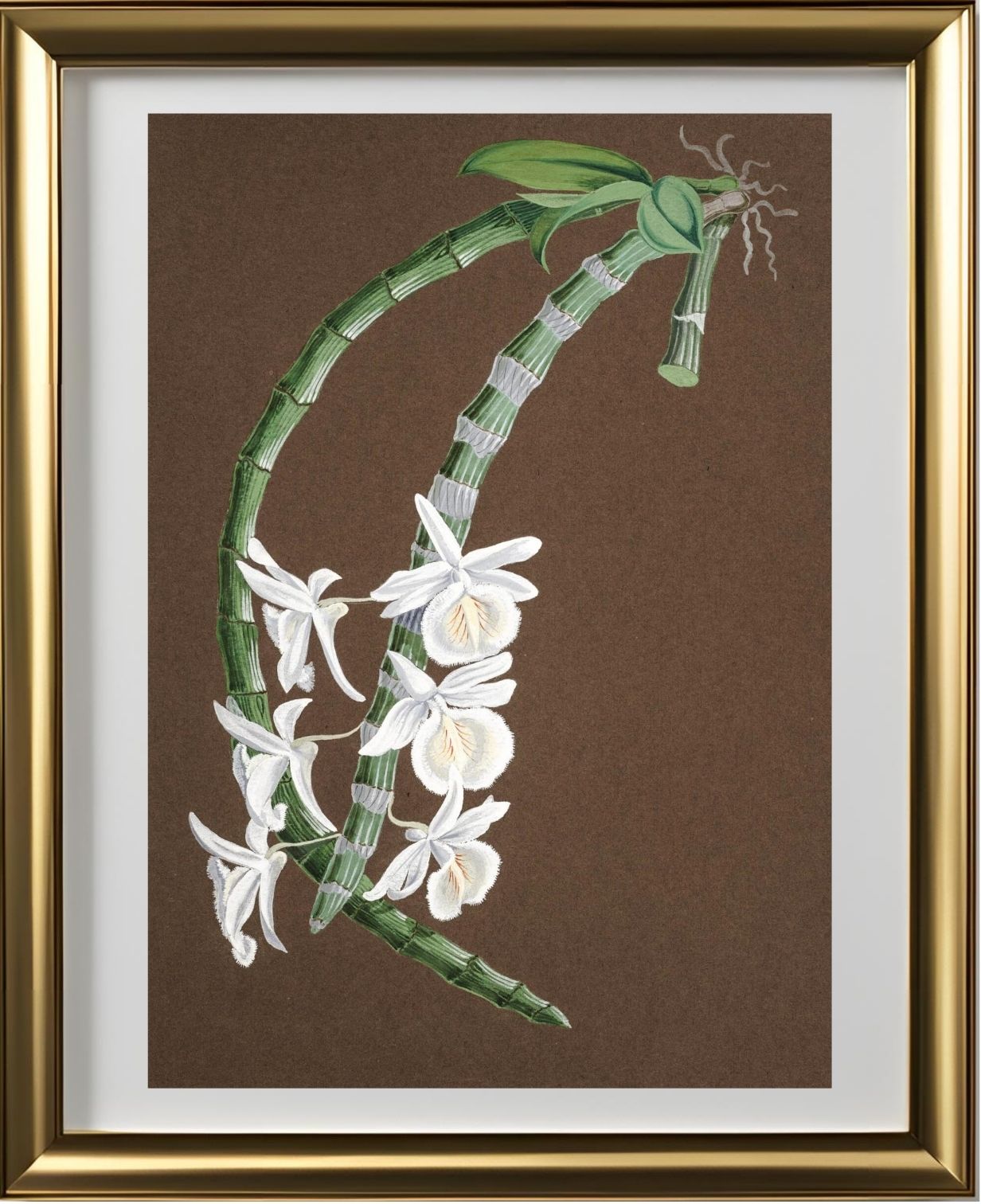 Dendrobium Cretaceum