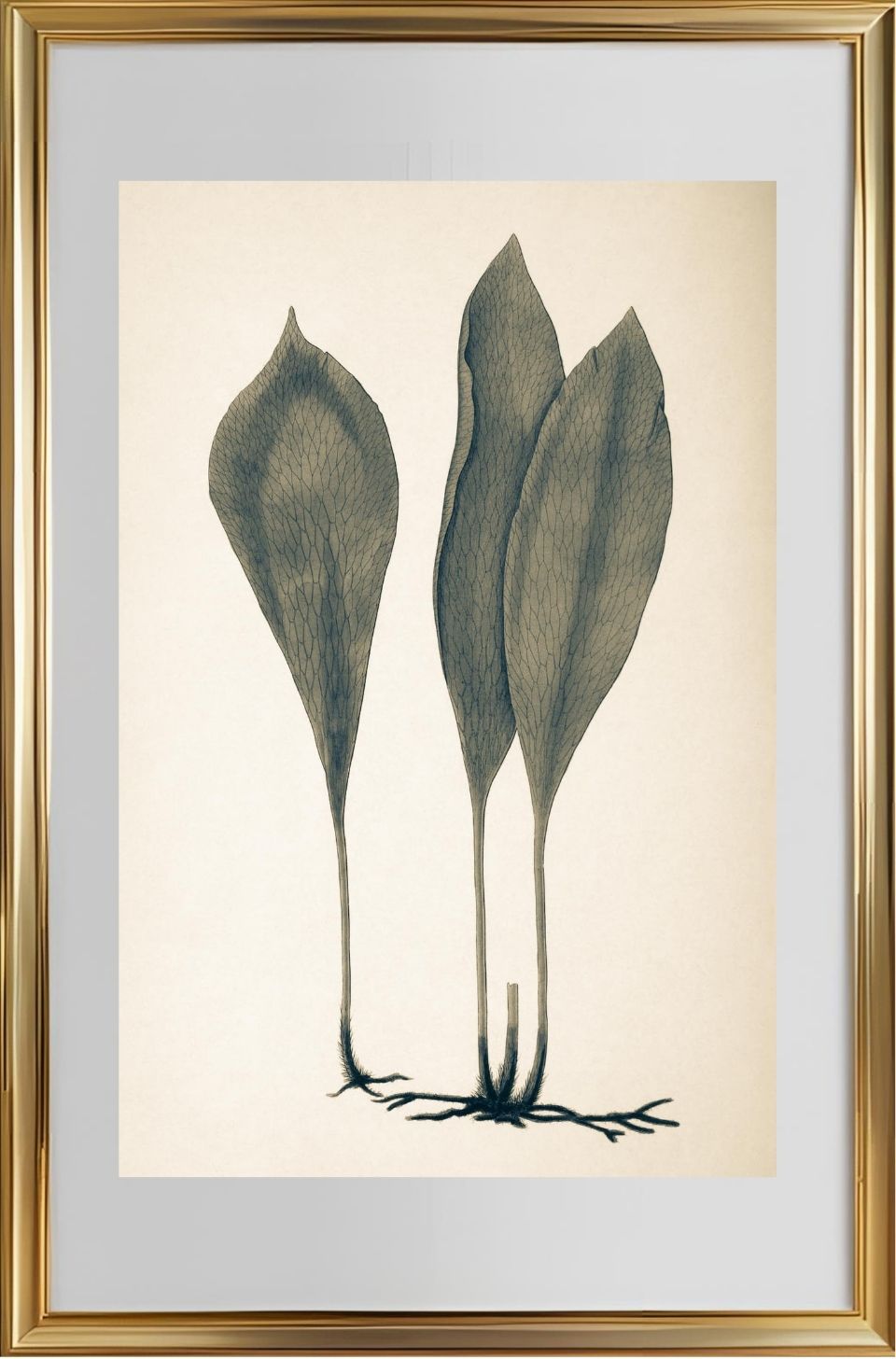 Antrophyum Boryanum
