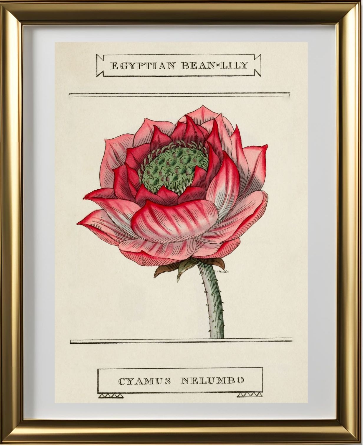 Egyptian Bean-Lily