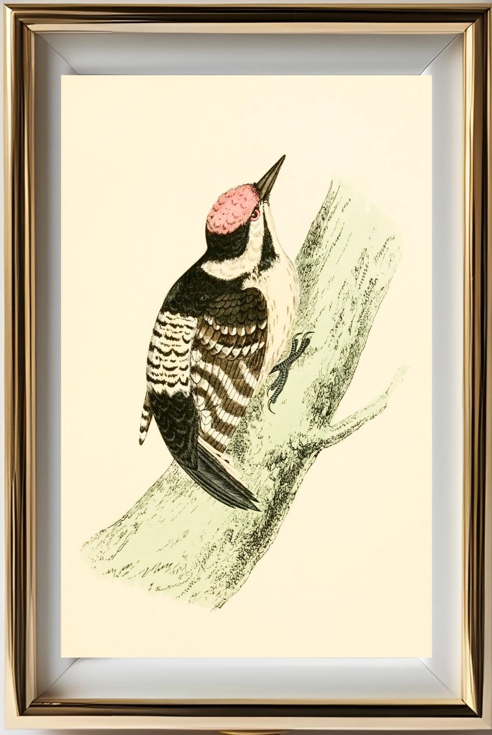 Lesser Spotted Woodpecker