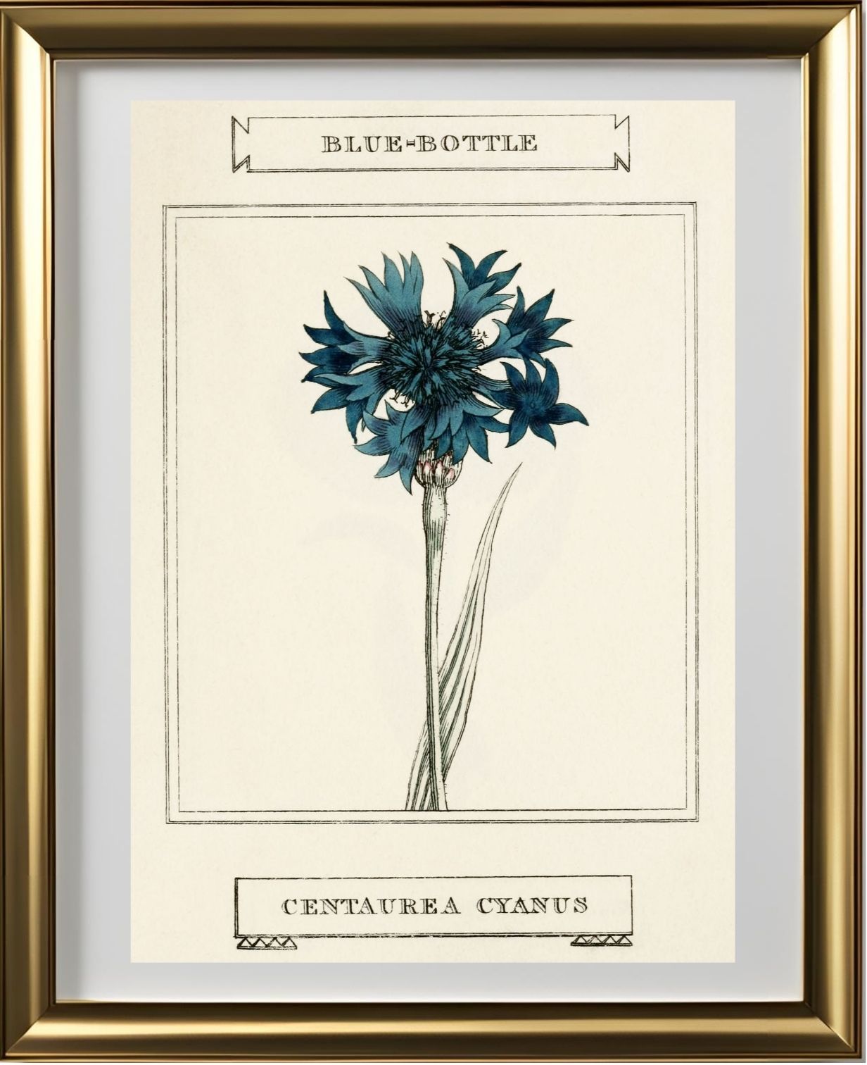 Blue-Bottle