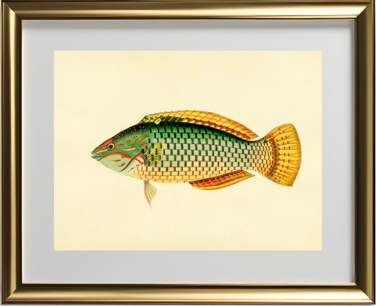 Sparus Decussatus