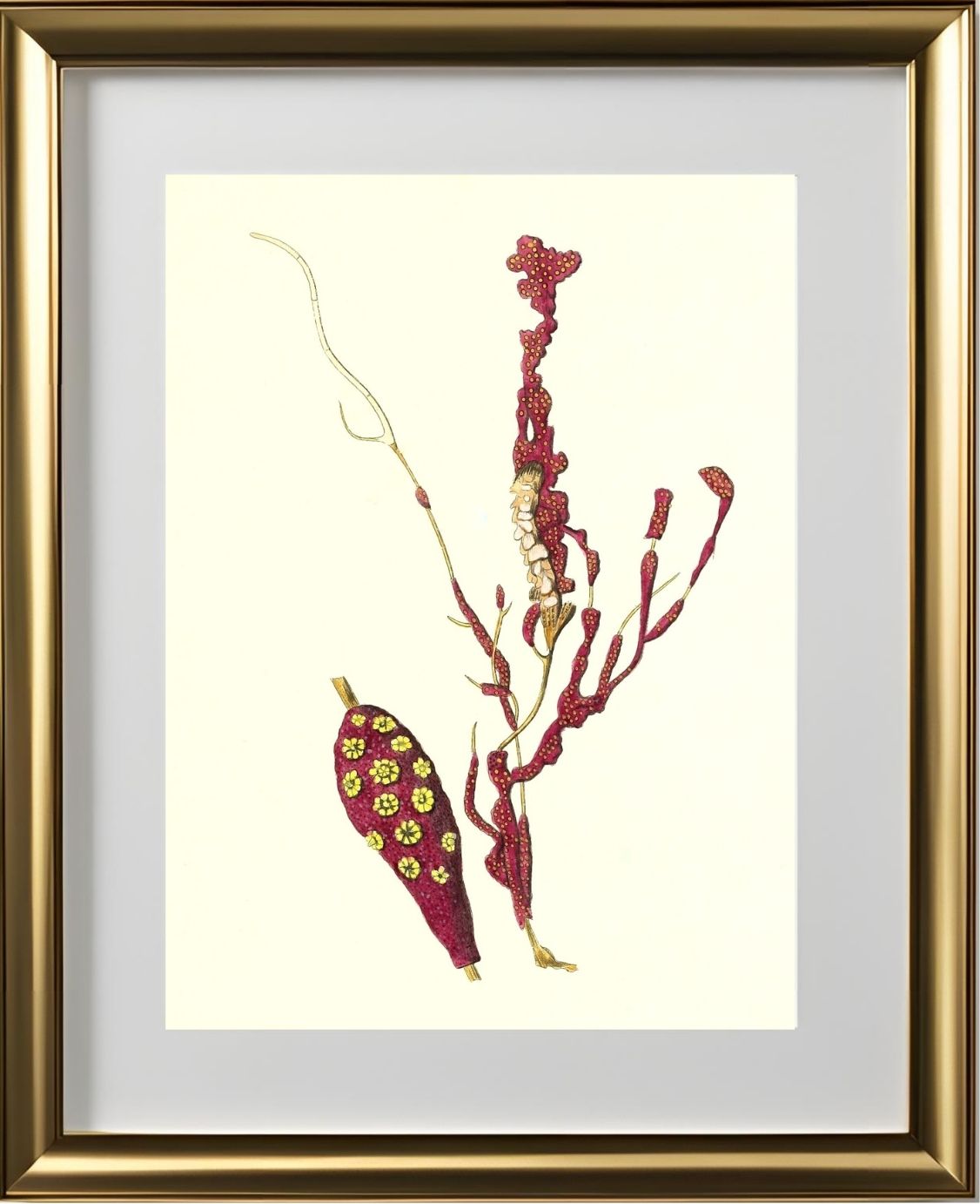 Gorgonia coralloides