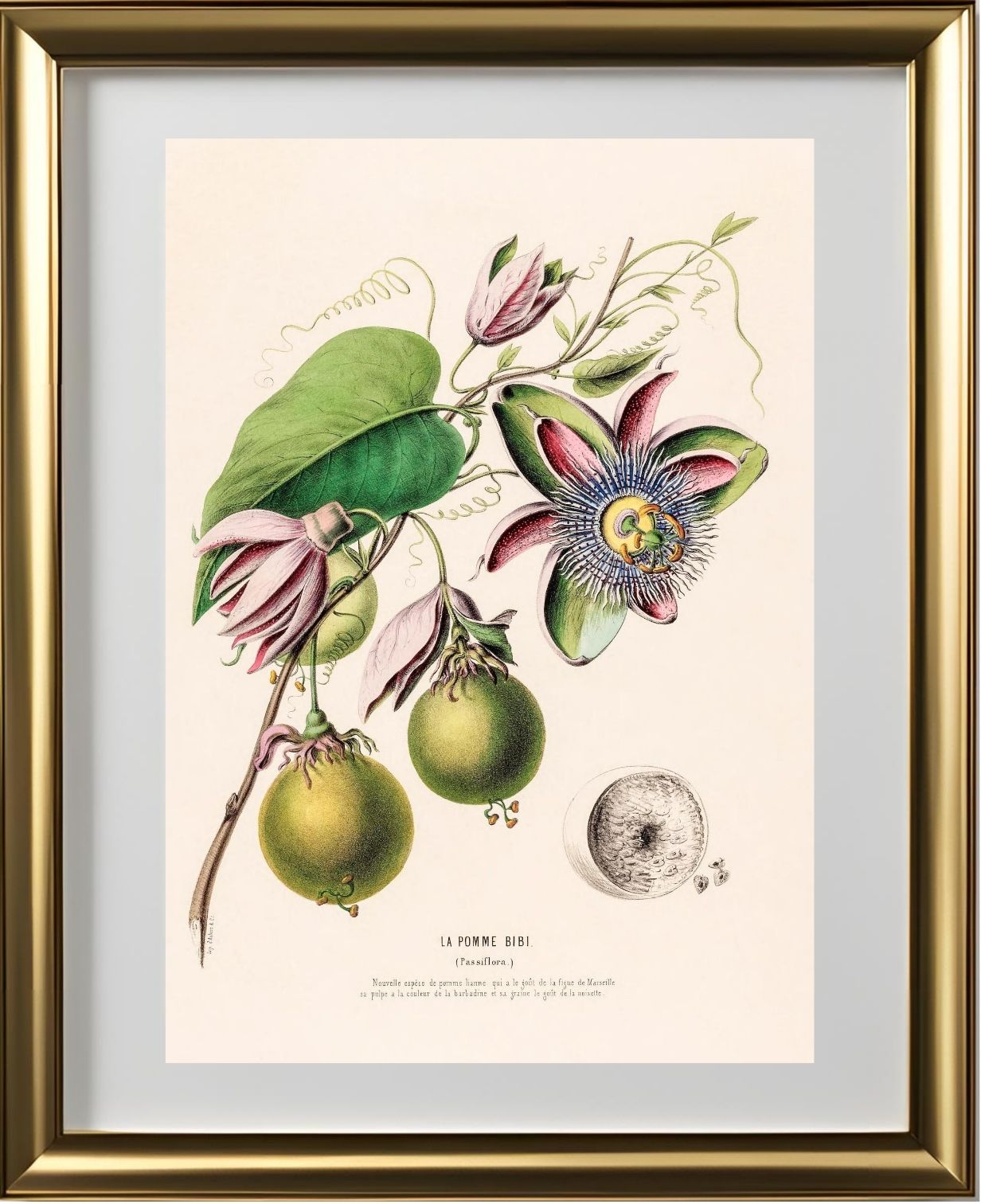 La Pomme Bibi (Passiflora)