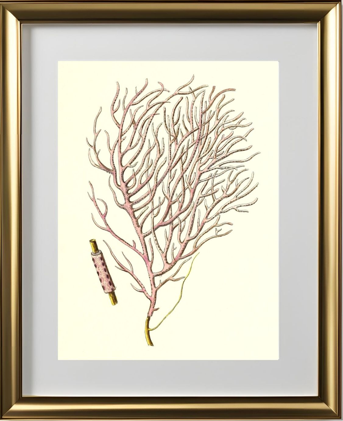 Gorgonia violacea