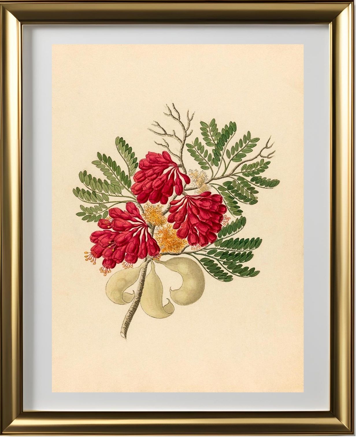 Schotia Speciosa (Schotia Affra)
