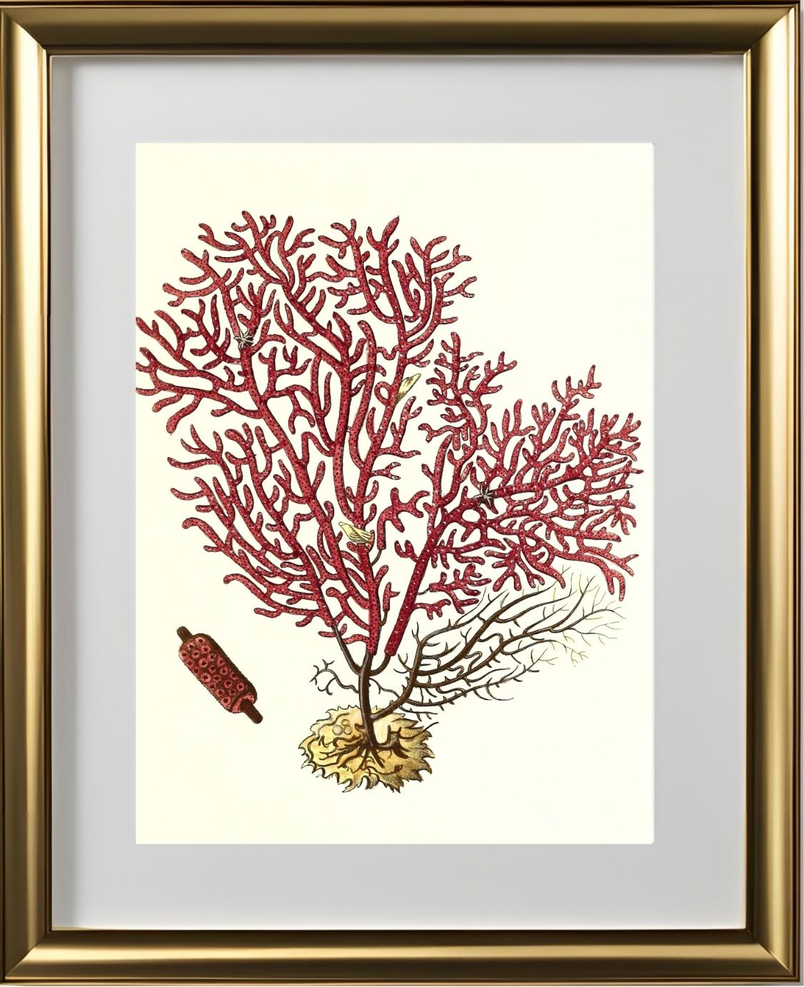 Gorgonia salappo