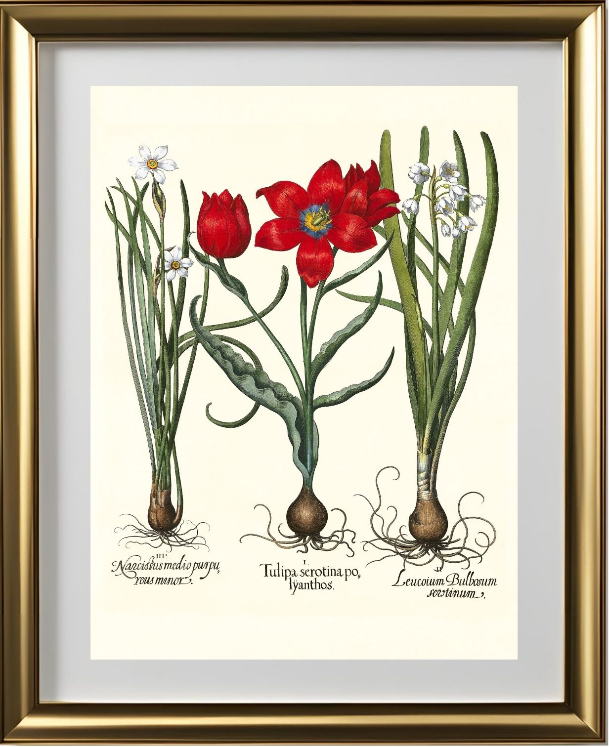 Late multiflorous red tulip, Summer snowflake, et al