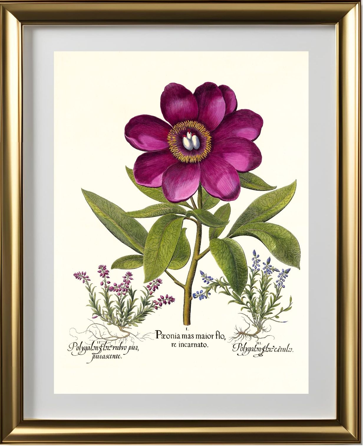 Large crimson corallina peony, Common milkwort