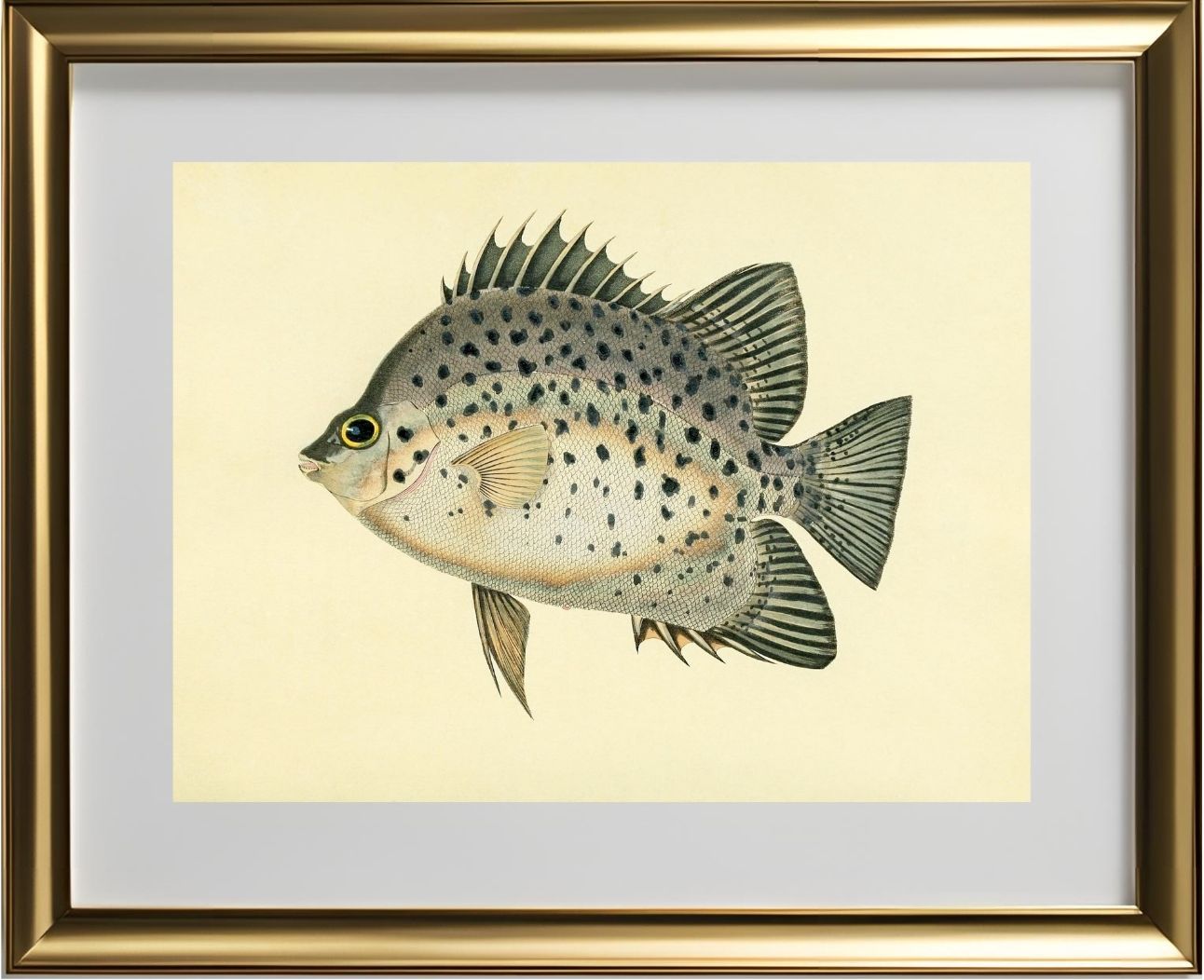 Chaetodon Atro-Maculatus