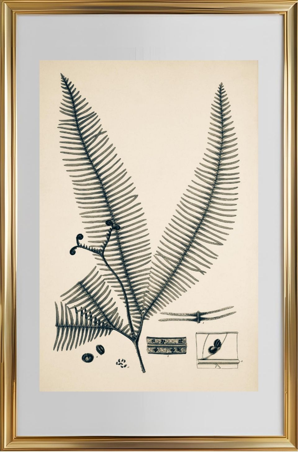 Gleichinia Immersa