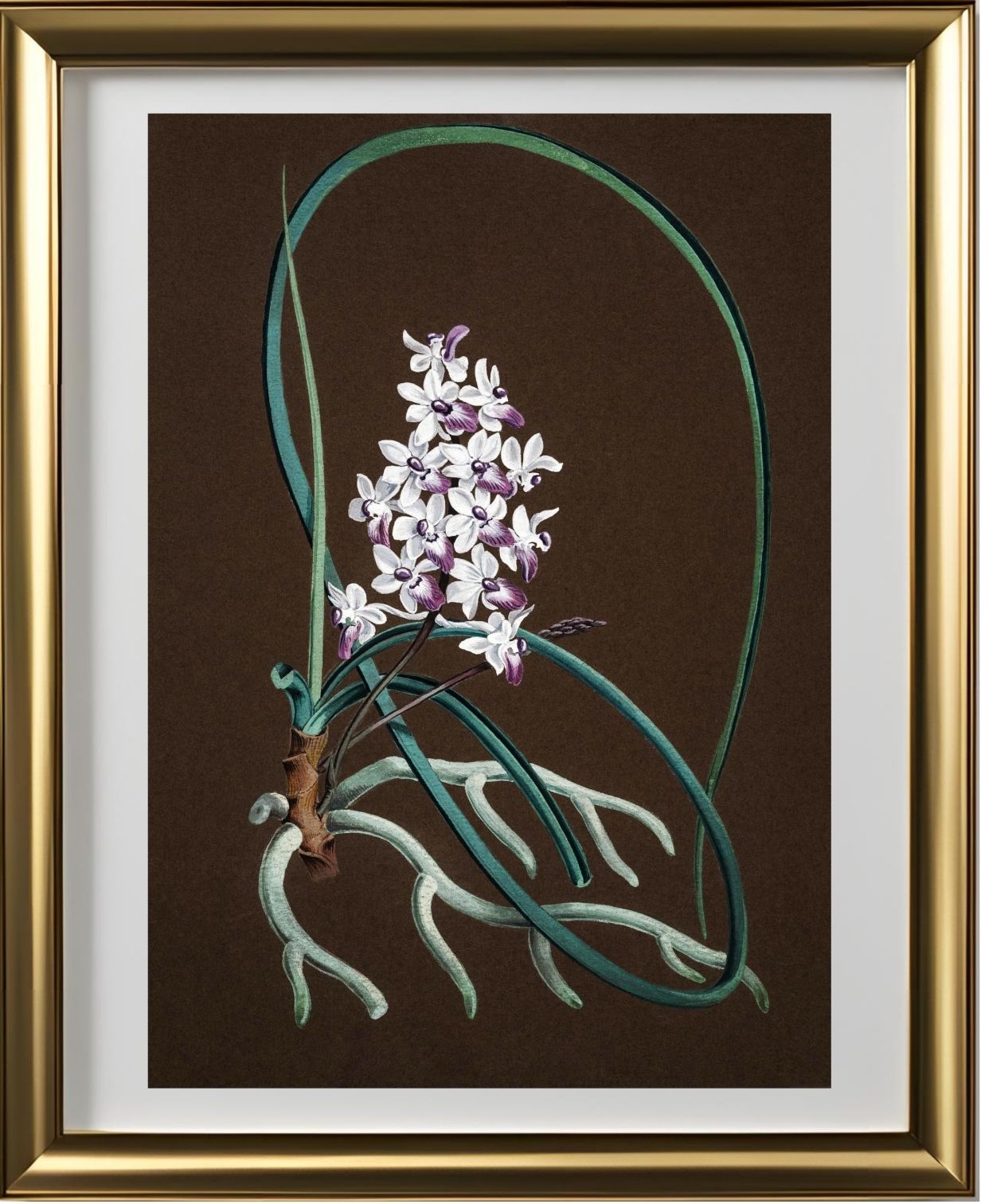 Aerides Mitratum