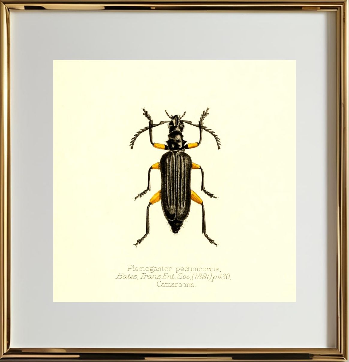 Plectogaster Pectinicornis