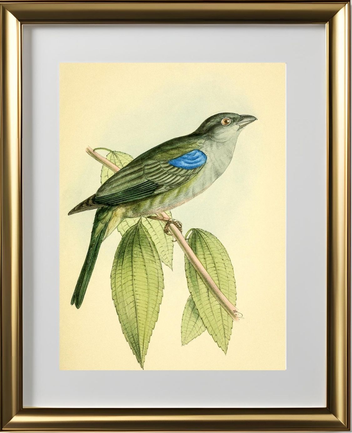 Bishop Tanager