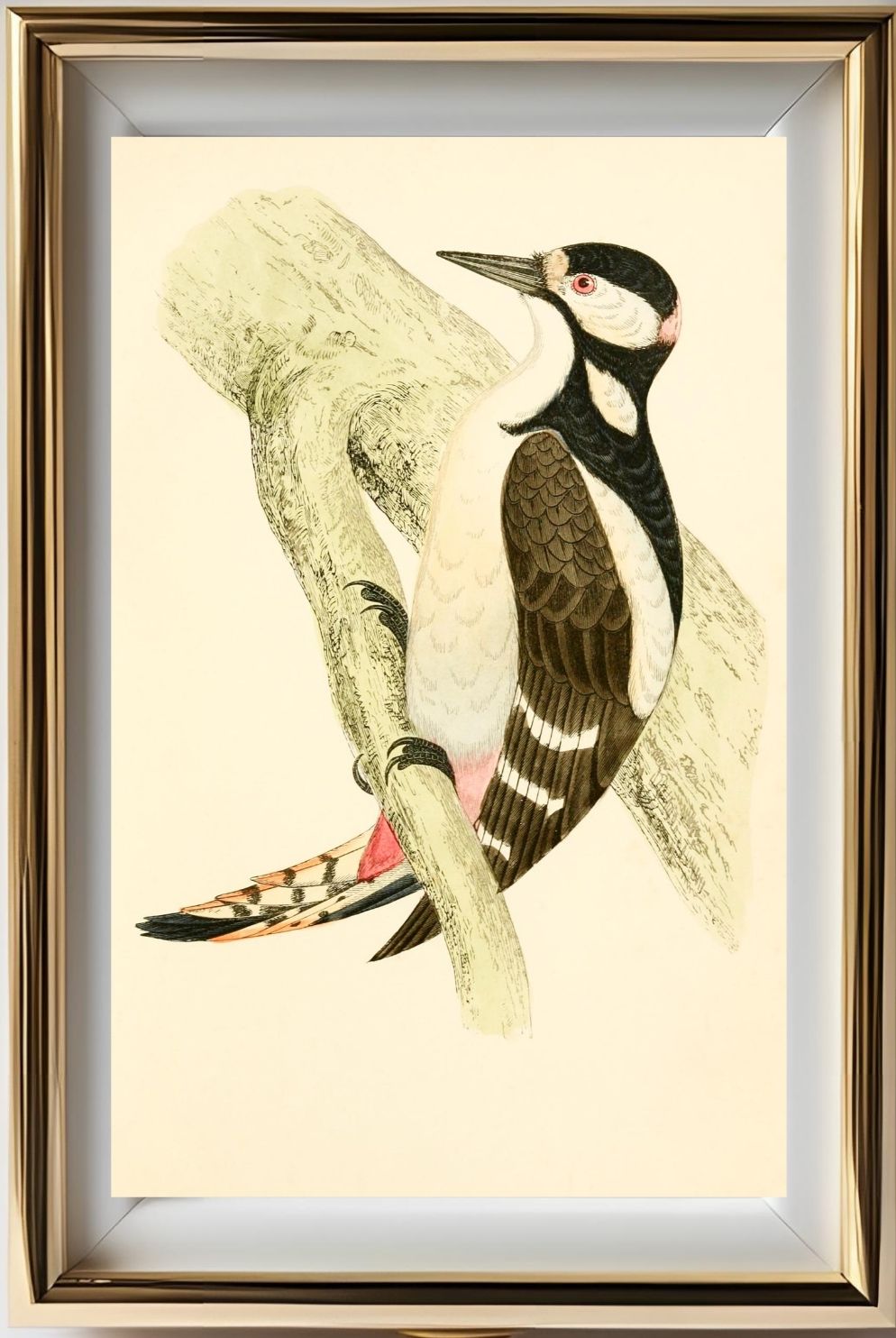Great Spotted Woodpecker