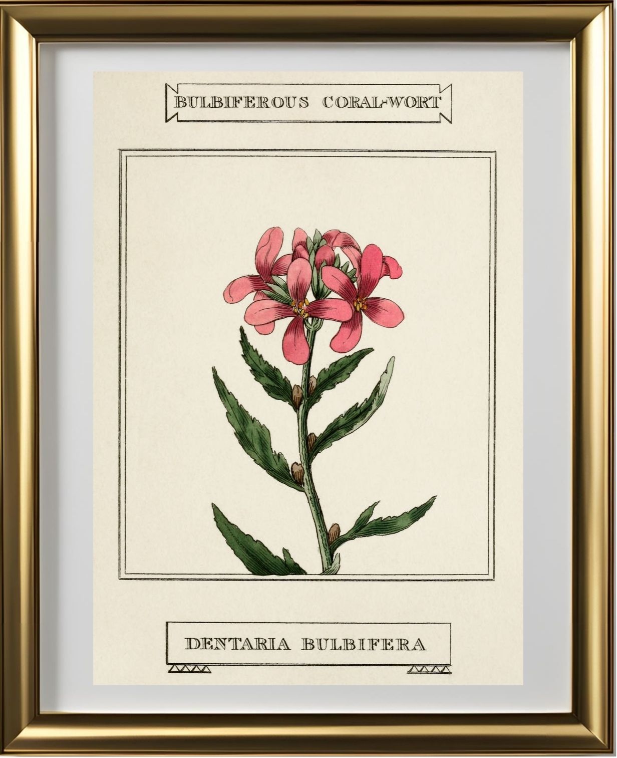 Bulbiferous Coral-Wort