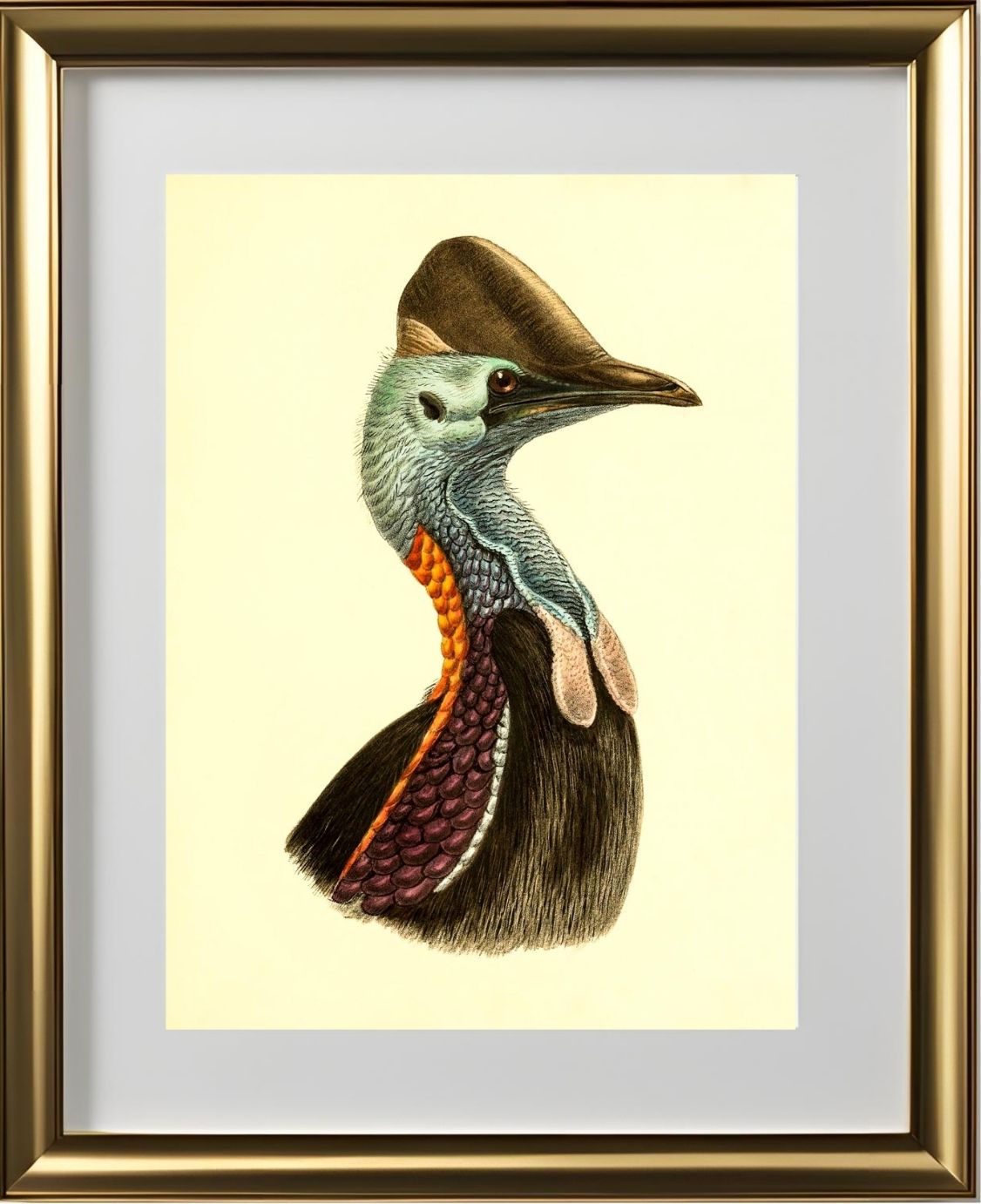 Casuarius Casuarius Violicollis