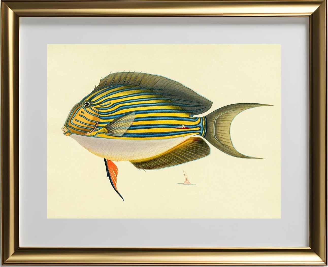 Acanthurus Vitatus