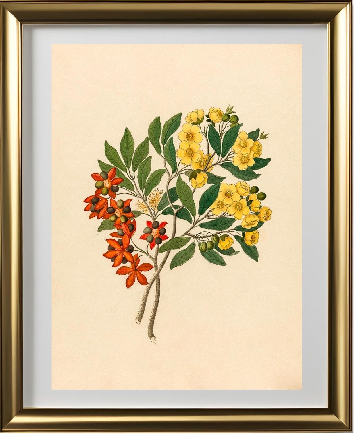 Icosandria Monog. (Ochna Arborea)