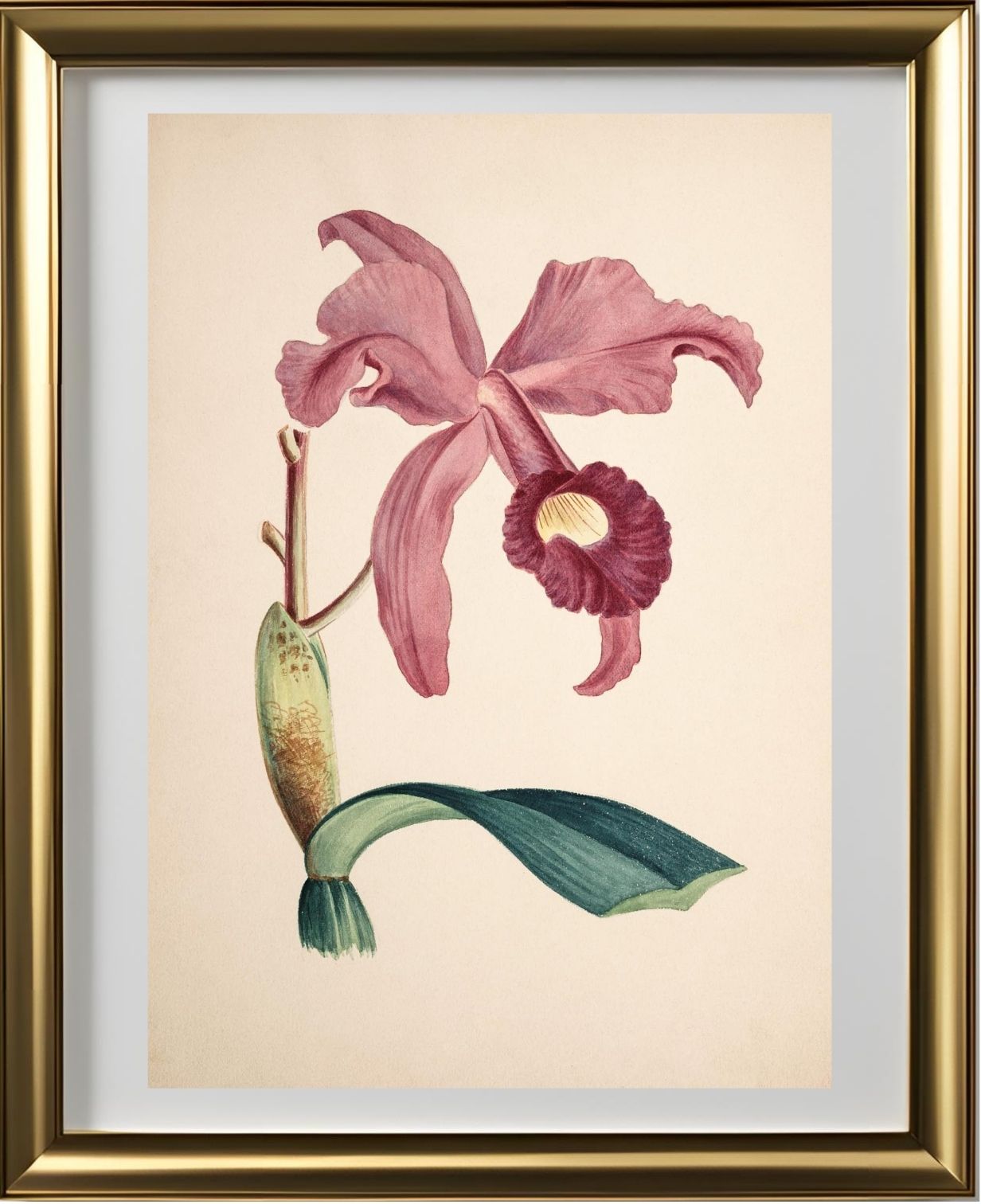 Cattleya Lawrenceana