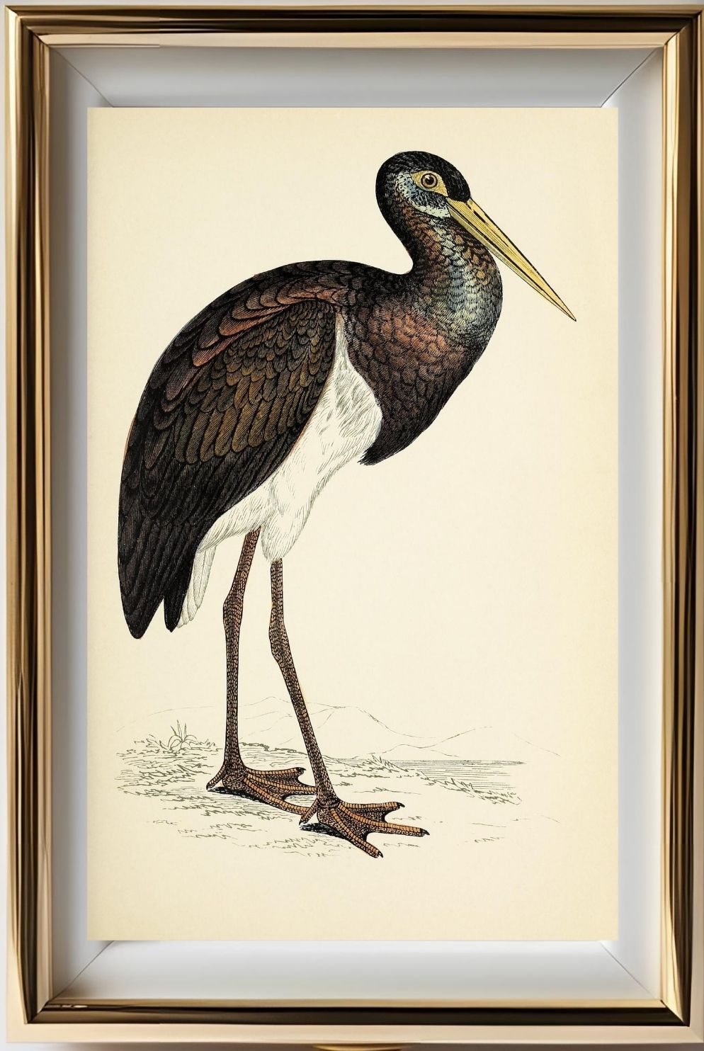 Black Stork