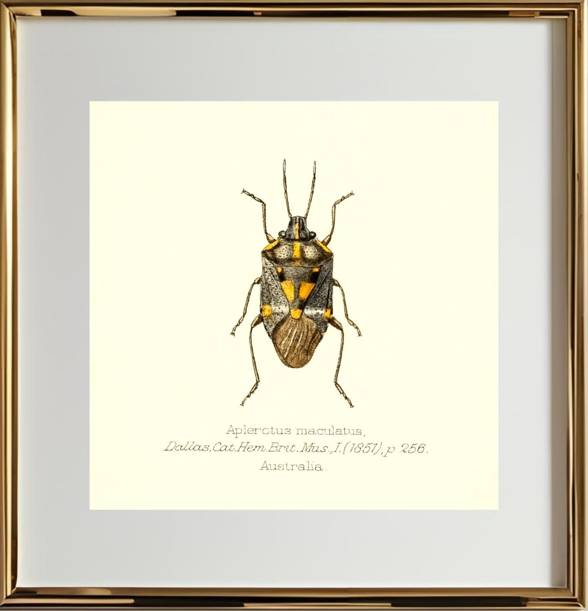 Aplerotus Maculatus
