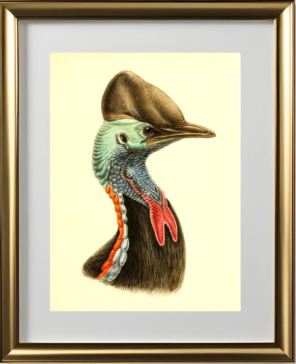 Casuarius Casuarius Beccarii