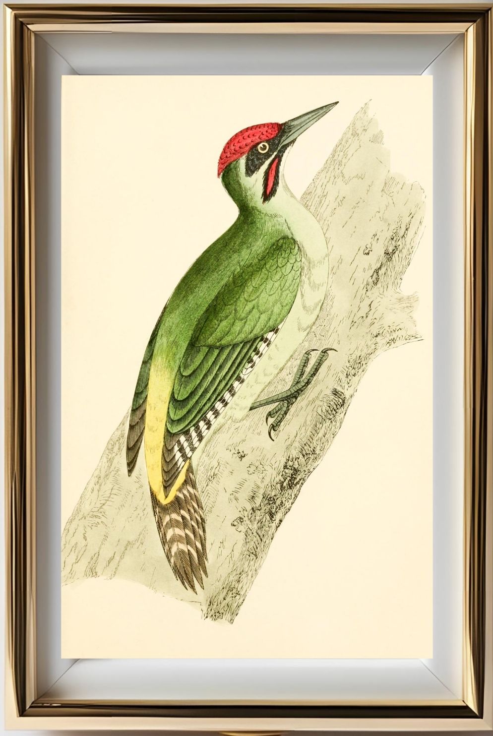 Green Woodpecker