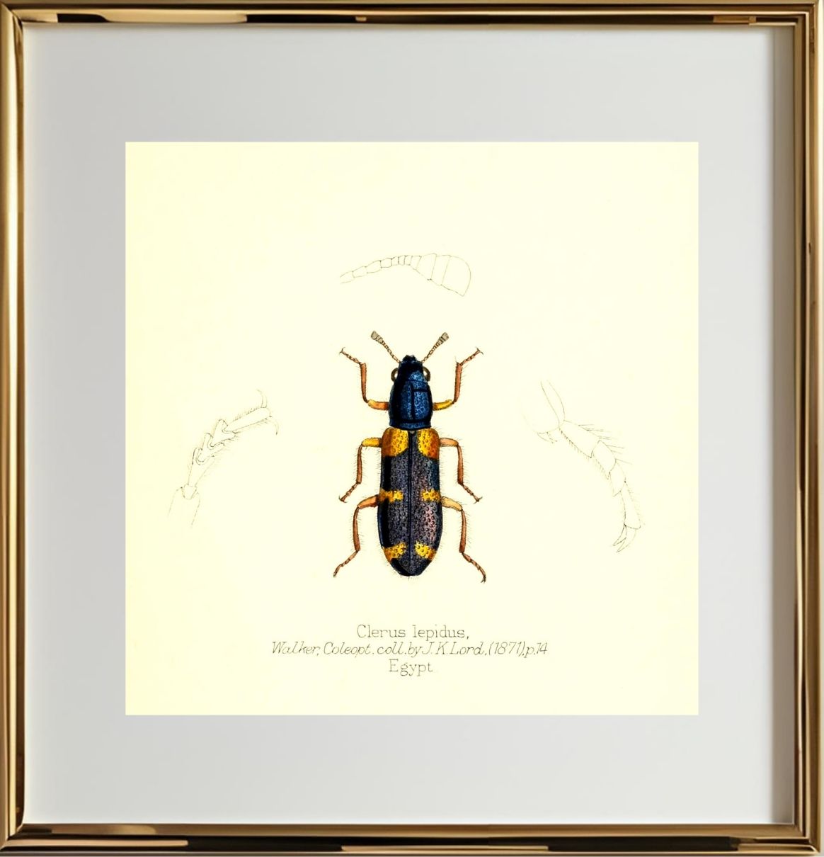 Clerus Lepidus