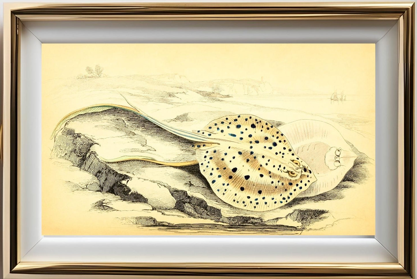 Halgan's Spine-Tailed Ray