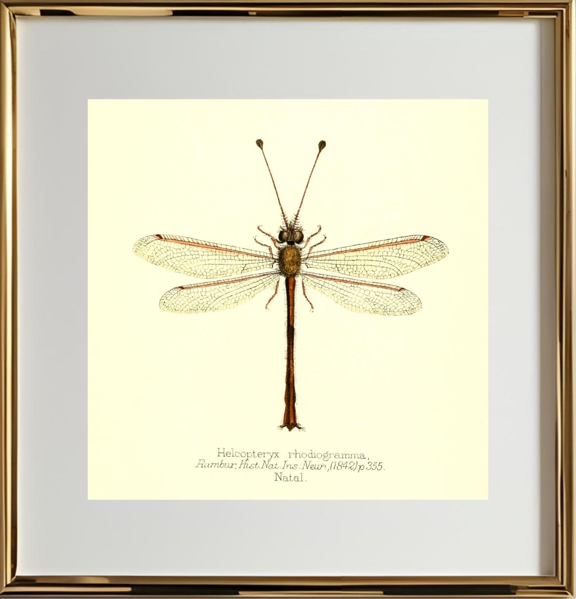 Helcopteryx Rhodiogramma