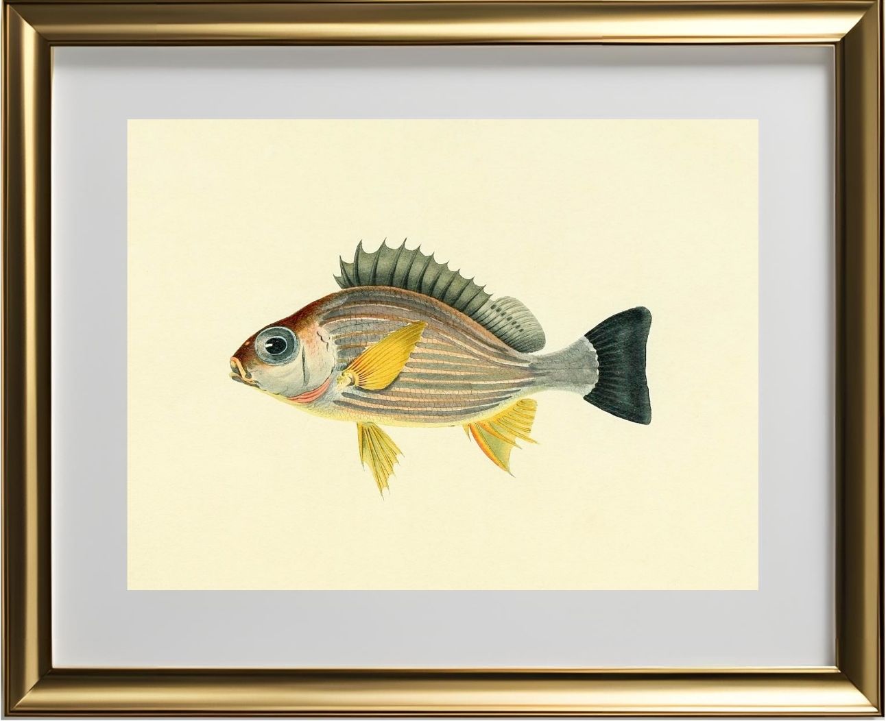 Holocentrus Argenteus