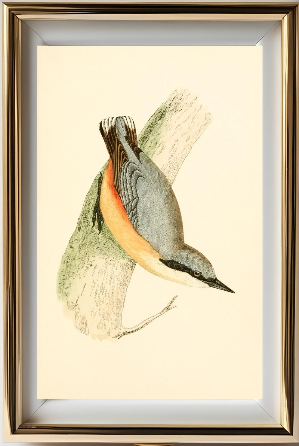 Nuthatch