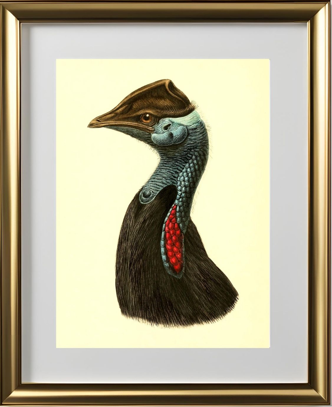 Casuarius Picticollis Hecki
