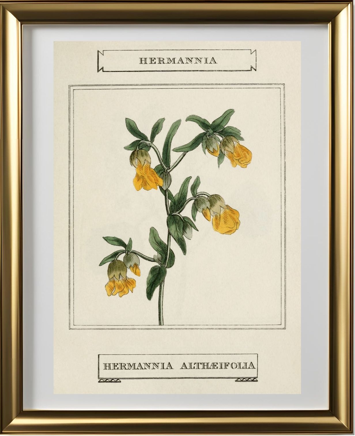 Hermannia