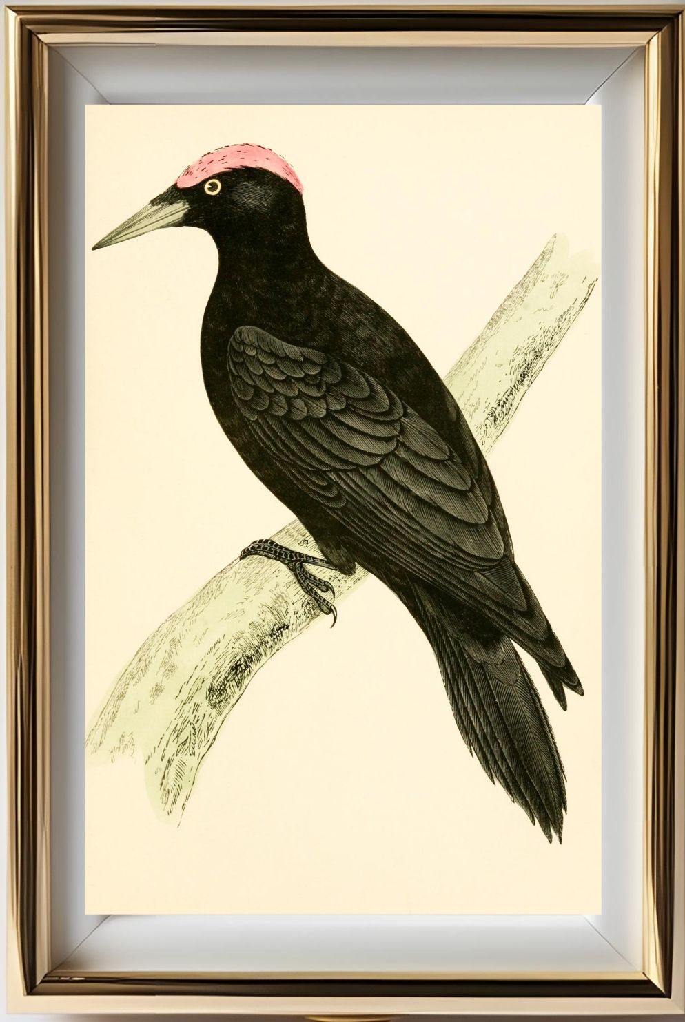 Black Woodpecker