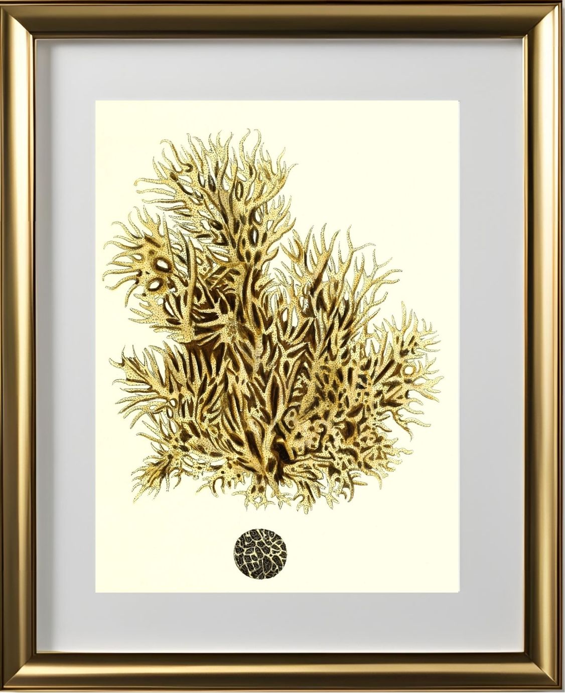 Spongia damicornis