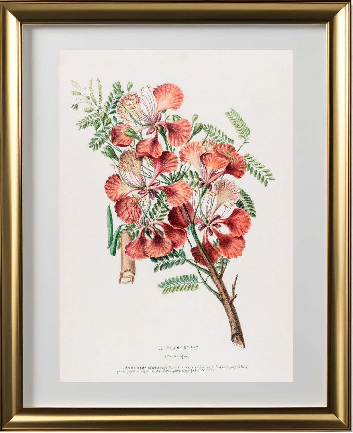 Le Flamboyant (Poinciana Regina)