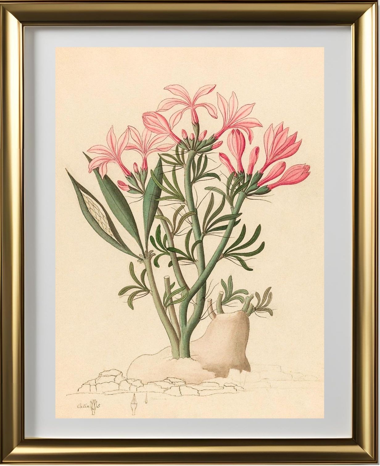 Ceropegia or Echites (Pachypodium Succulentum)