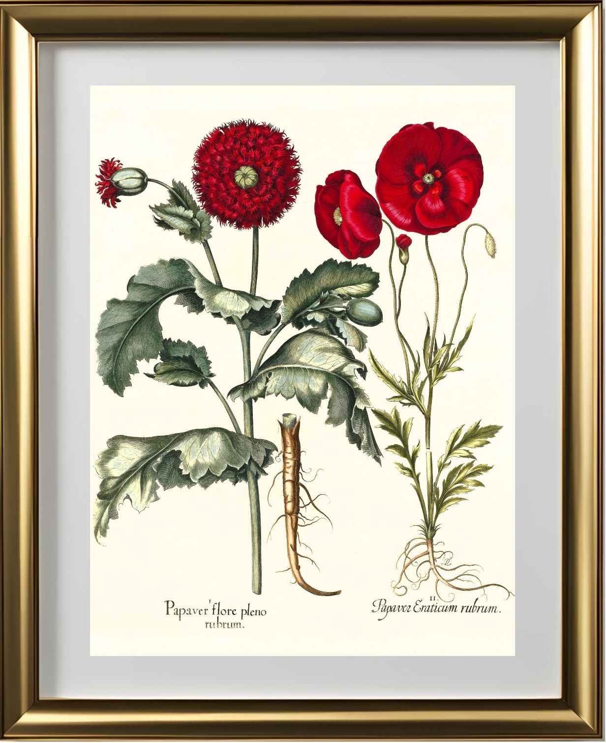 Double-flowered red garden poppy, Corn poppy