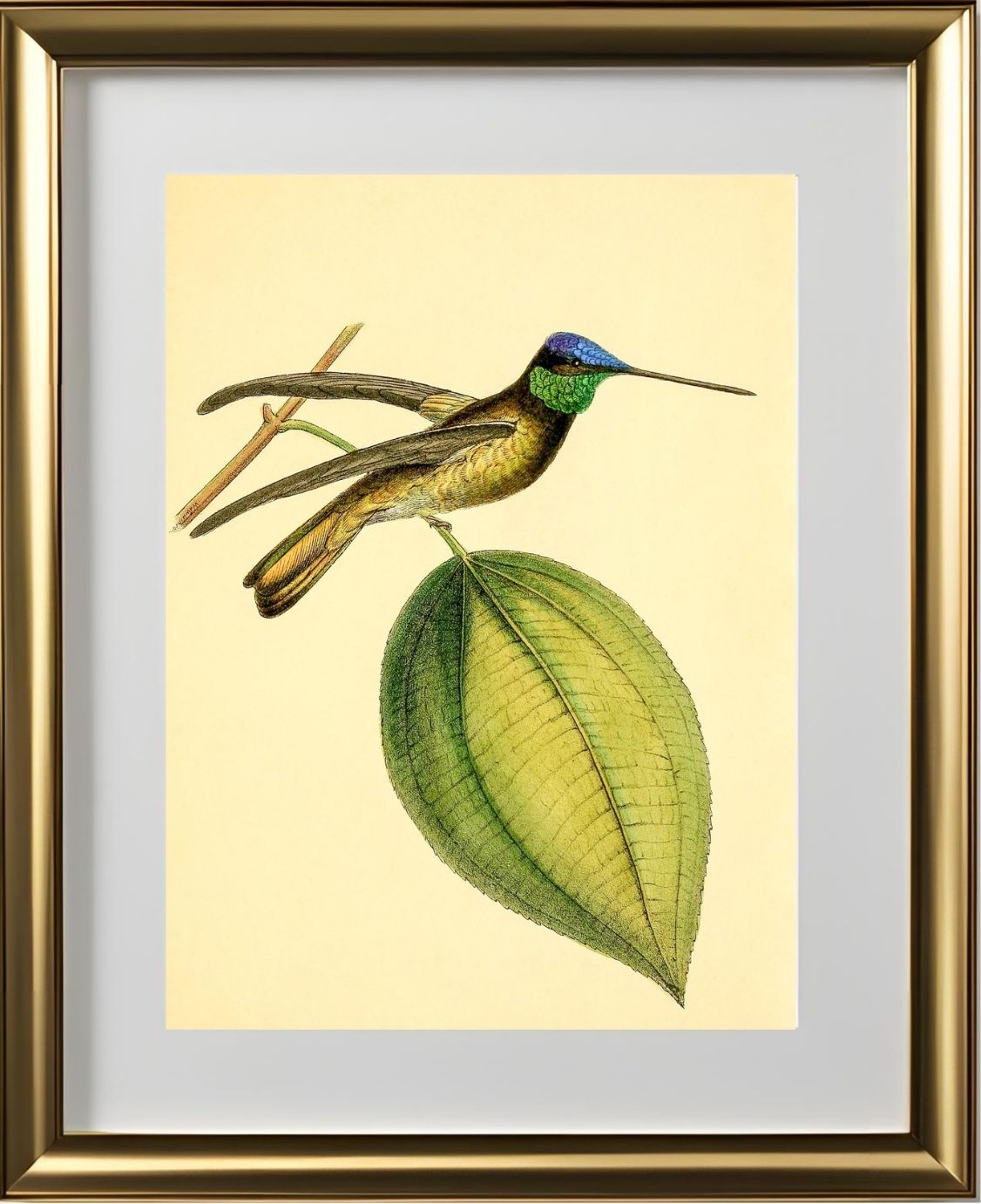 Sapphire-Crowned Hummingbird