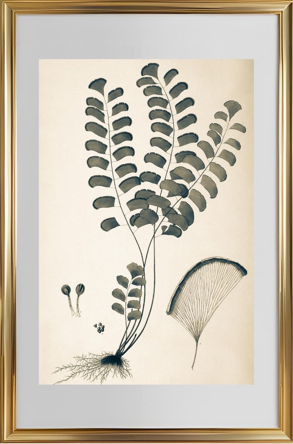 Adiantum Lunulatum
