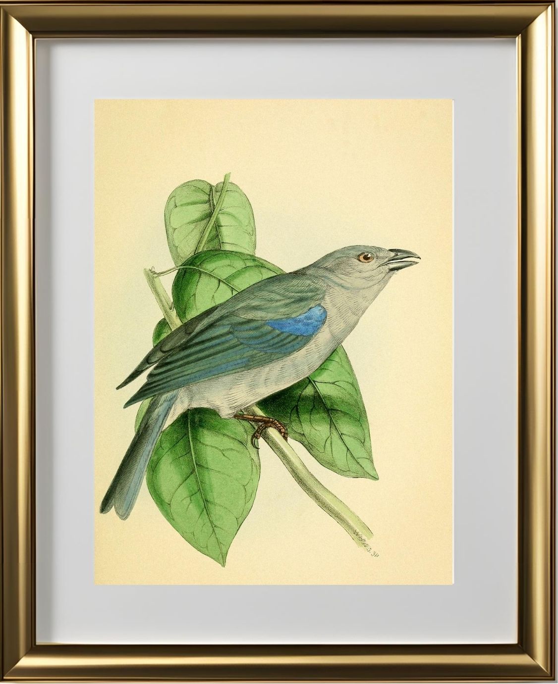 Blue-Shoulder'd Tanager
