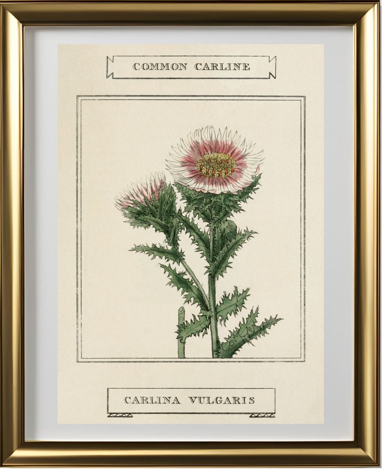Common Carline