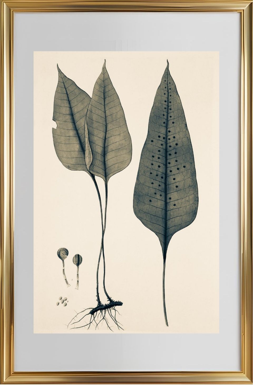 Polypodium Ovatum