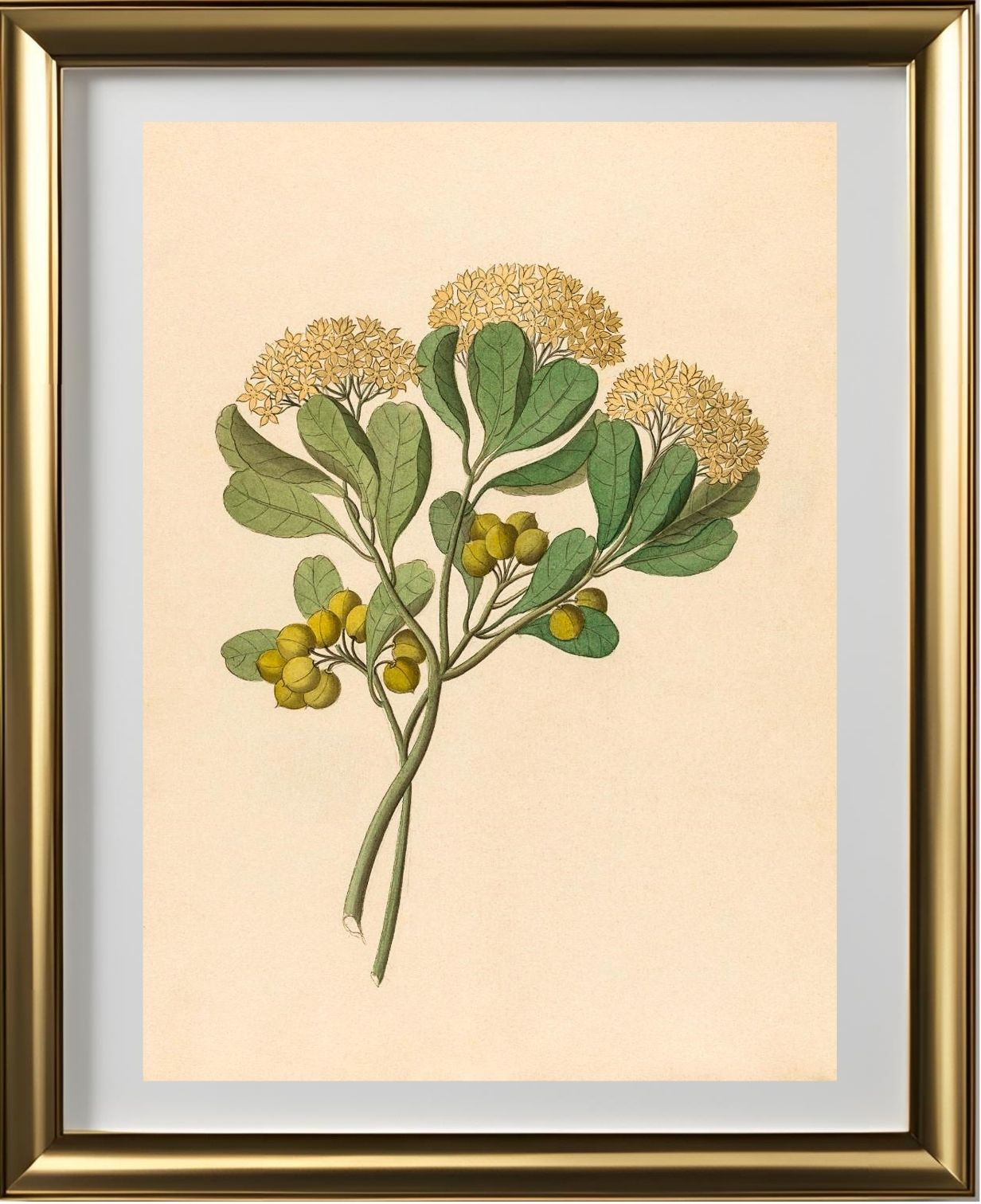 Pentandria Mon. (Pittosporum Viridiflorum)
