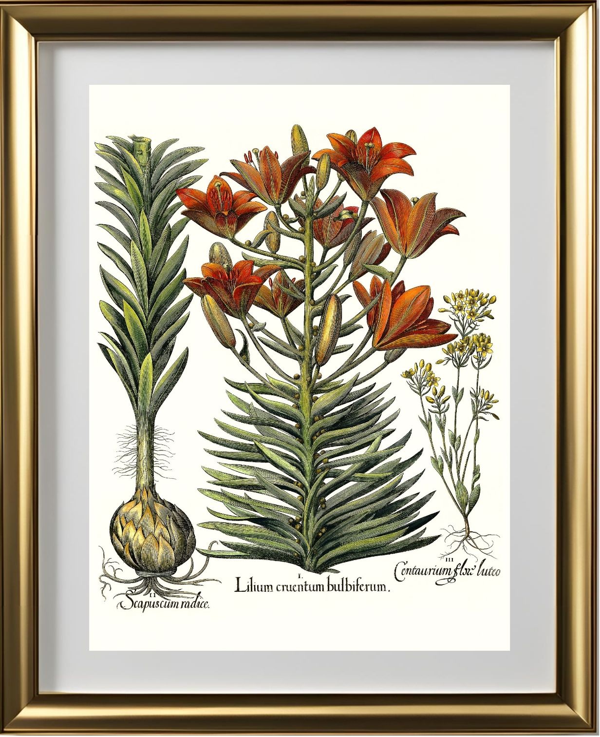 Orange lily with bulbils, Late-blooming blackstonia