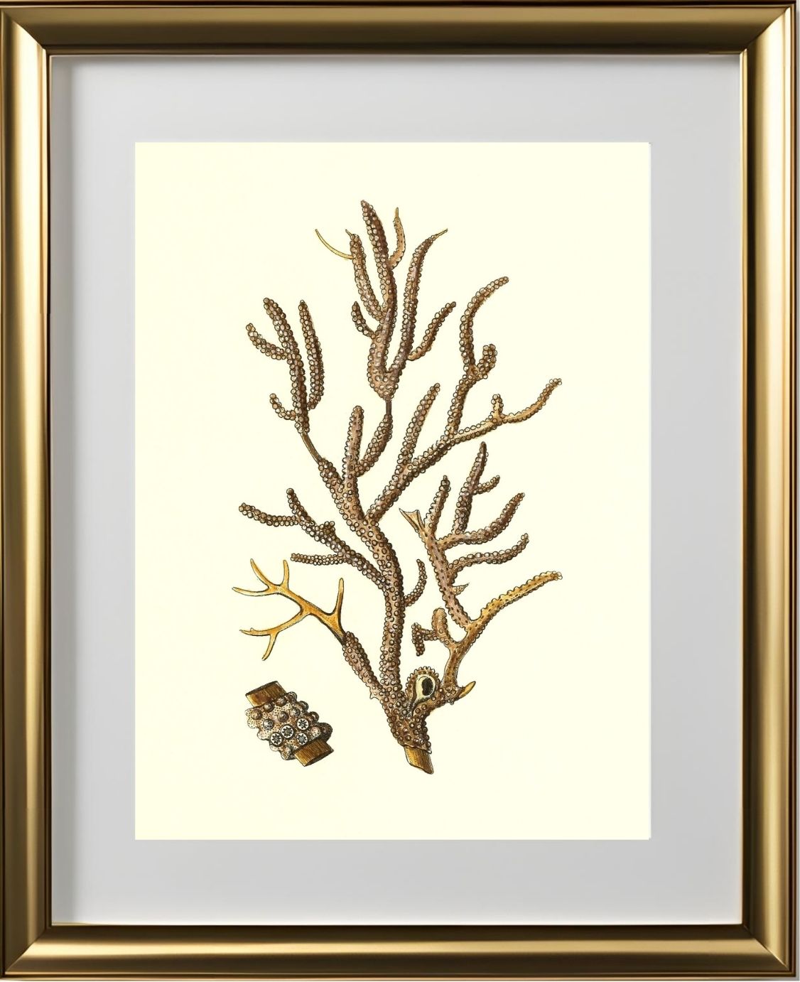 Gorgonia placomus 4