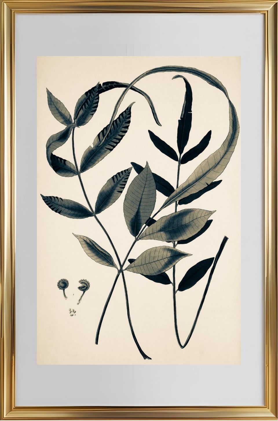 Acrostichum Flagelliferum